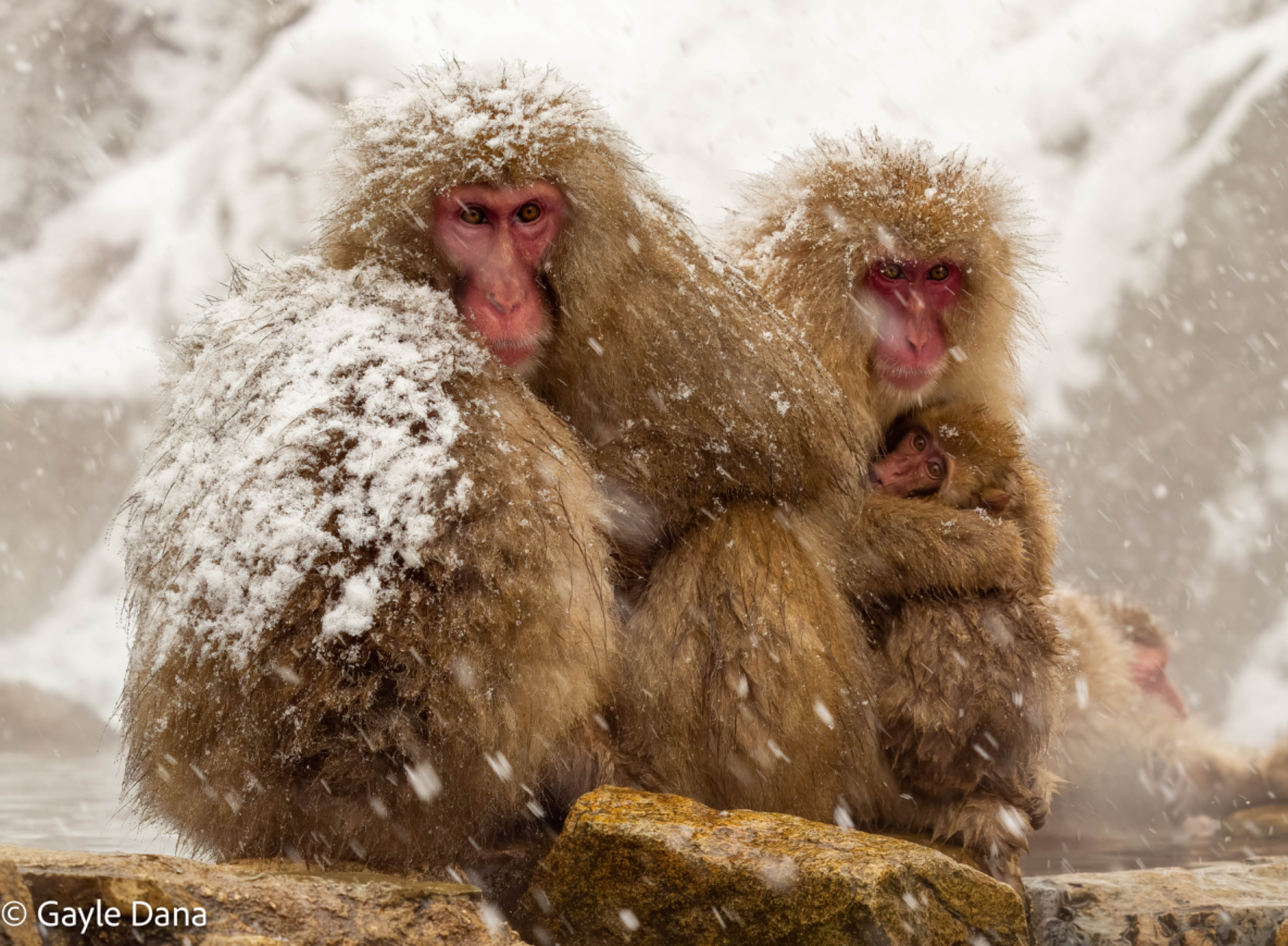 Family in snowstorm